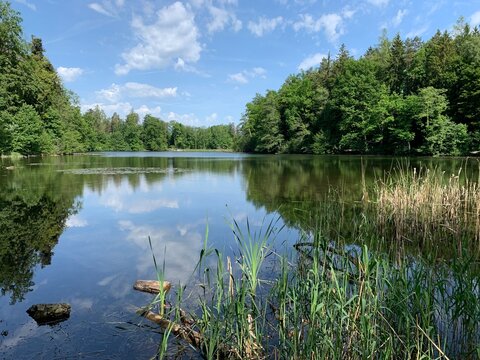 Waldweiher, Weiher, Thalwil, Gattikon, im Sihltal / Zimmerberg, Kanton Z&uuml;rich, Schweiz