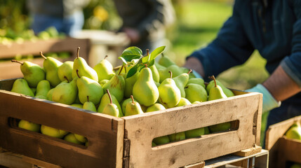 Crates of fresh green pears, farmer worker harvesting pears - Powered by Adobe