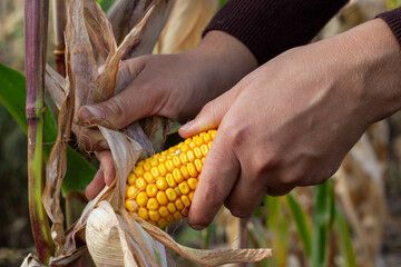 tearing corn from the stalk