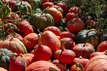many colorful pumpkins in the garden