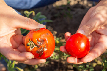 spoiled rotten diseased tomatoes in hands in the garden