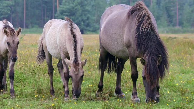 Wild horses at Marielyst nature reserve, Denmark. Konik horses with foals walking over a meadow