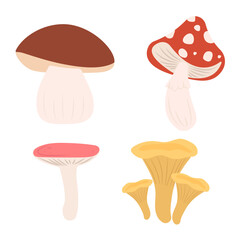 Set of forest mushrooms. Chanterelle mushrooms, fly agaric, white, siroezhka. Cartoon autumn plants and vegetarian food, colorful vector set