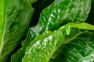 Pattern of romaine lettuce. Macro photo green romaine lettuce texture. Fresh green romaine leaf vegetable. Vegetables for diet and healthy food. Organic food