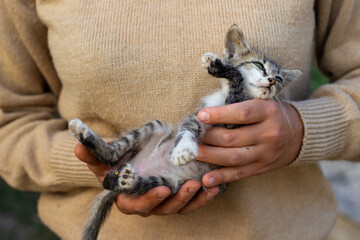 small weak frail gray kitten in hands close-up