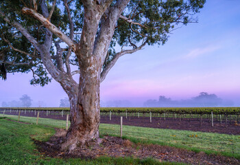 Vineyard Sunrise in Coonawarra, South Australia