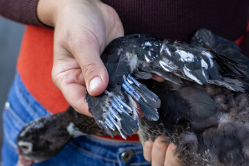 young feathers on the wings of ducks grow, a man shows feathers on a duck, feather growth in birds