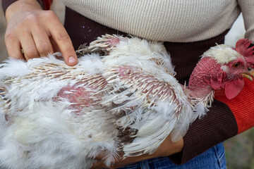 chicken without feathers, molting in chickens, close-up, chicken diseases