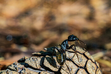 An ant in the forest looking to the right, standing on a bump. Macro photo.