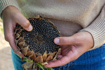 a man holds the head of an almost ripe sunflower in front of him close-up, ripe sunflower head with seeds