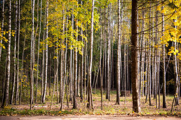 Birch trees with white bark in birch grove at autumn day in Ligatne forest. Latvia