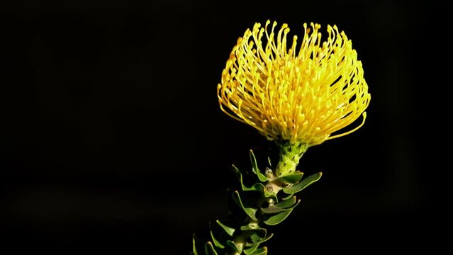 Yellow dome-shaped protea pincushion flower move in breeze, black background