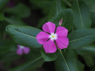 Purple Pink flower with 5 petals with a white center close-up, blurred green leaf background.

Rose periwinkle,Catharanthus roseus, commonly known as bright eyes, Cape periwinkle, graveyard plant.