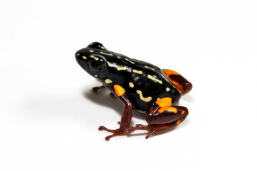 Brazil-nut poison frog // Brasilianischer Pfeilgiftfrosch  (Adelphobates castaneoticus) - Pará, Brazil