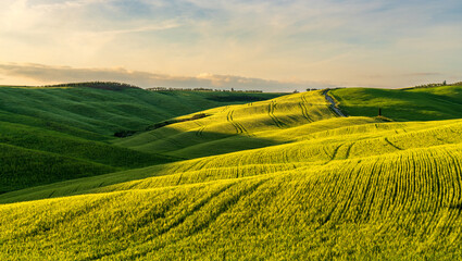 Fototapeta na wymiar Hills of Tuscany. Val d'Orcia landscape in spring. Cypresses, hills and green meadows