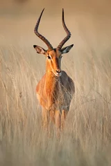 Crédence de cuisine en verre imprimé Antilope Impala Ram