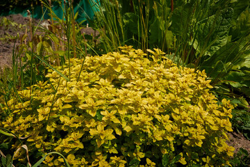 W ogrodzie © Thomas