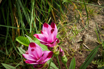 W ogrodzie © Thomas