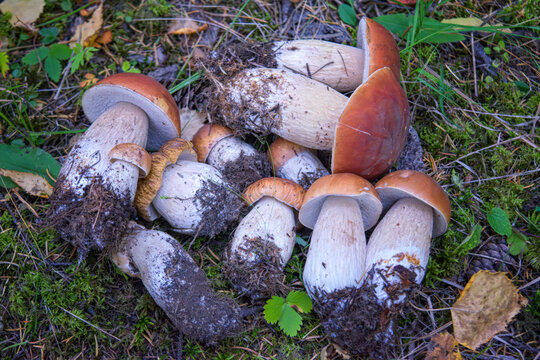 Forest edible mushrooms lie on a background of green grass close-up.