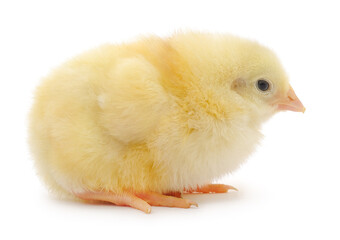 Obraz premium Small yellow chicken