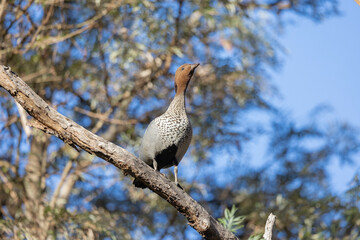 Australian wood duck perched in a tree in it's natural habitat, New South Wales