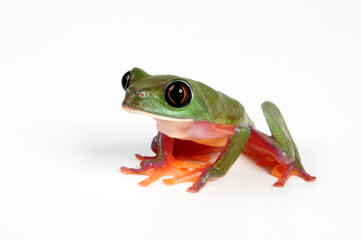 Golden-eyed Tree Frog, Blue-sided leaf frog // Rotaugenlaubfrosch, Orangeaugen-Laubfrosch (Agalychnis annae) - Costa Rica