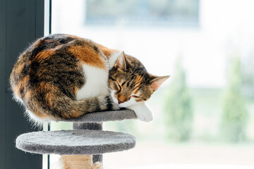 cat sleeping on a scratching post by the window