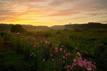 朝焼けのコスモスロード　木更津市