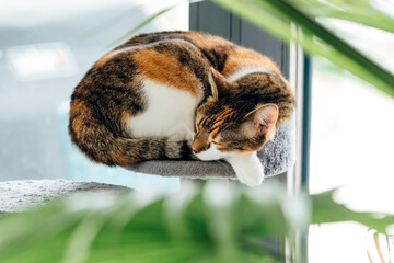 cat sleeping on a scratching post by the window