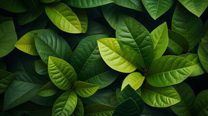 Fototapeta premium Macro leaves background