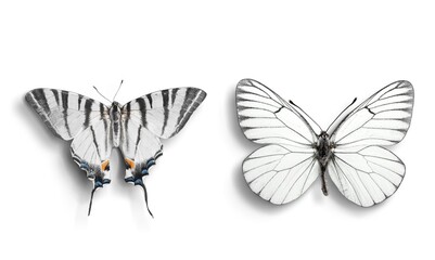 Two beautiful Butterflies on a white background