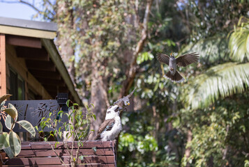 Kookaburra bird being attacked by Noisy Miner in natural rainforest habitat