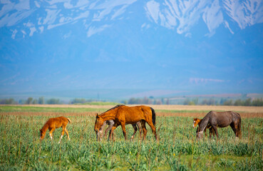 Horse and newborn foal on the background of mountains, a herd of horses graze in a meadow in summer and spring, the concept of cattle breeding, with place for text.