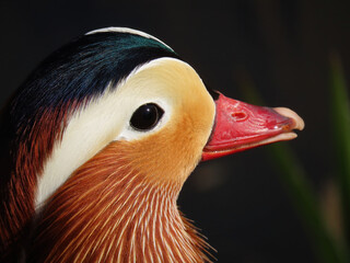 Portret samca kaczki mandarynki - obrazy, fototapety, plakaty