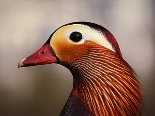 Portret samca kaczki mandarynki z profilu - obrazy, fototapety, plakaty