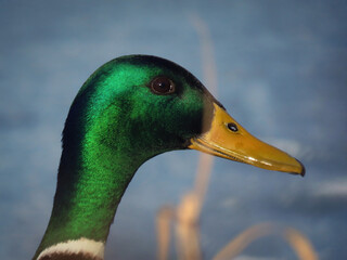 Portret samca kaczki krzyżówki z profilu