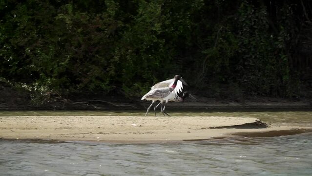 Epic shot of a Jabiru stork taking off in slow motion