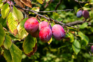 Ripe plum on a tree branch