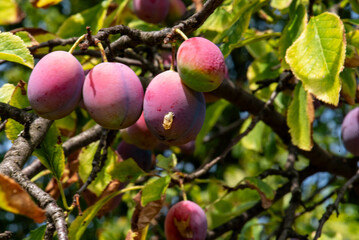 Ripe plum on a tree branch