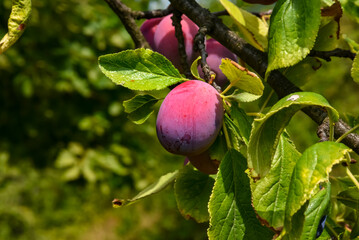 Ripe plum on a tree branch
