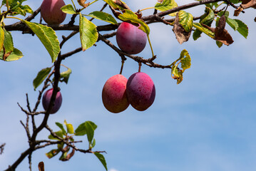 Ripe plum on a tree branch