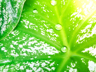 Water drops on green and white mottled leaves  Orange light copy space for rainy season background design to display your products.