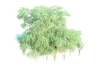 African forest isolated on transparent background. 3d rendering - illustration