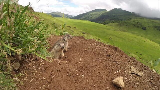 Jeune marmottes 