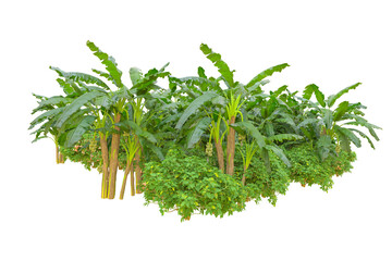Tropical forest isolated on transparent background. 3d rendering - illustration