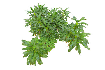 Tropical forest isolated on transparent background. 3d rendering - illustration