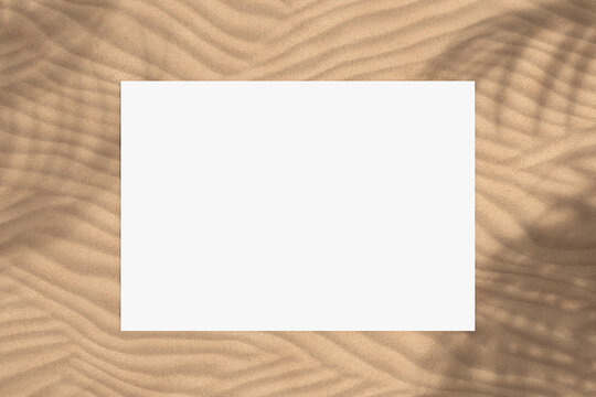Top View of White Blank Paper with Free Space for Your Design and Palm Tree Leaf Shadow on Sand Background. 3d Rendering