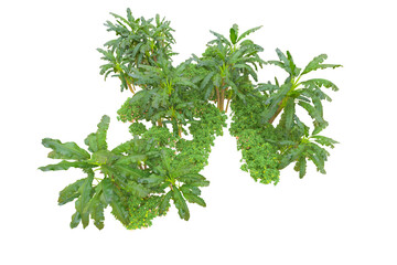 Tropical forest isolated on transparent background. 3d rendering - illustration