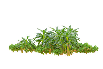 Tropical forest isolated on transparent background. 3d rendering - illustration