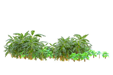 Tropical forest isolated on transparent background. 3d rendering - illustration
